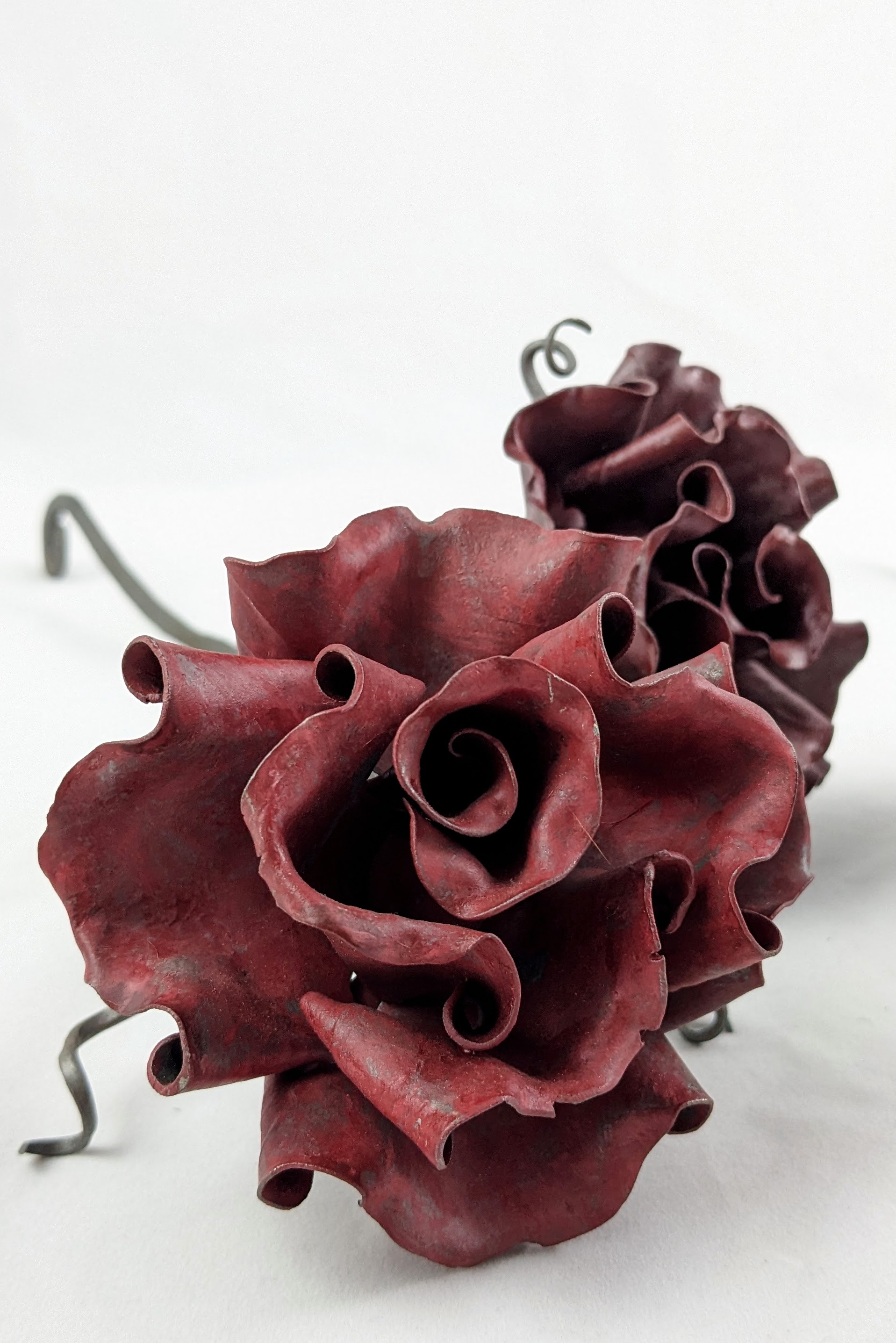 Closeup of the rose in bloom