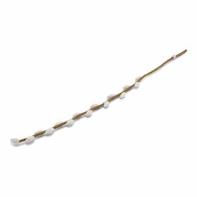 Willow Branch